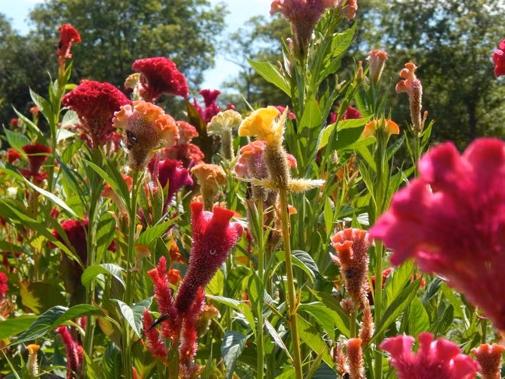  Được sử dụng làm thực phẩm ở nhiều quốc gia. Lá non và ngọn của mồng gà được dùng như rau xanh tại châu Phi và châu Á, có thể luộc, xào hoặc nấu canh với hương vị thanh nhẹ. Ảnh: Pinterest.