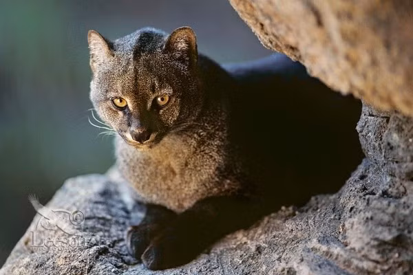  5. Thực đơn đa dạng. Loài mèo này ăn chim, động vật gặm nhấm, bò sát và cả côn trùng, giúp cân bằng hệ sinh thái nơi sinh sống. Ảnh: Pinterest.