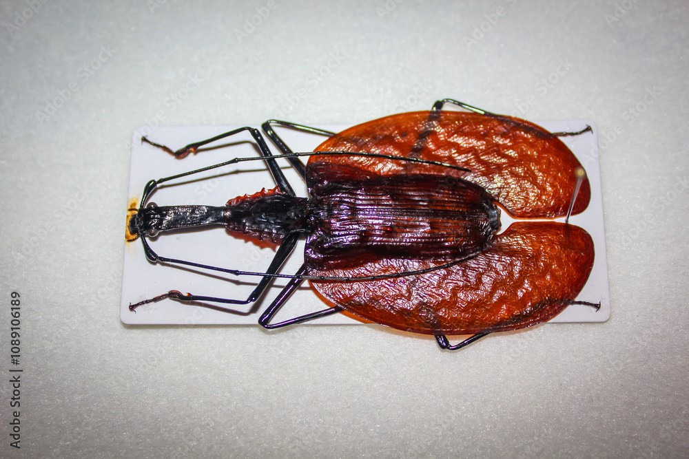 Kích thước lớn so với các họ hàng. Loài bọ này có thể dài từ 8–10 cm, được xem là khá lớn trong họ Carabidae. Thân hình rộng và dẹt khiến chúng khác biệt hoàn toàn so với các họ hàng có dáng thuôn dài quen thuộc. Ảnh: as2.ftcdn.net.