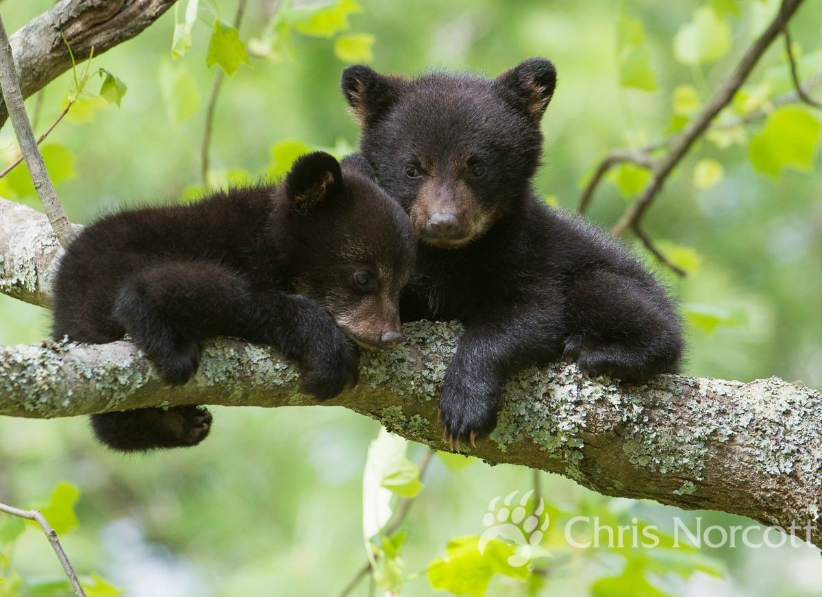  Khả năng leo trèo cực kỳ ấn tượng. Nhờ móng cong sắc và cơ thể gọn hơn gấu nâu, gấu đen leo cây rất giỏi, cả khi còn non lẫn khi trưởng thành, thường dùng cây để tránh nguy hiểm hoặc tìm thức ăn. Ảnh: Pinterest.