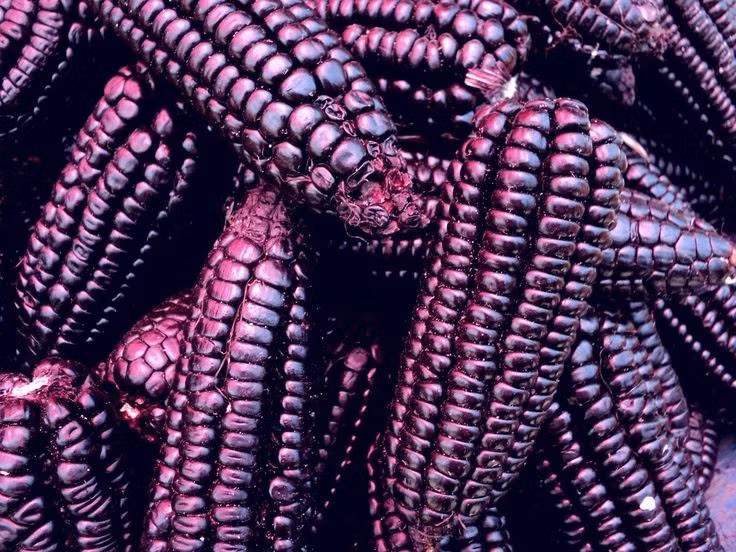  Khả năng thích nghi với nhiều kiểu khí hậu. Từ vùng ôn đới đến nhiệt đới, ngô có thể sinh trưởng trong nhiều điều kiện khí hậu khác nhau nếu đủ ánh sáng và nước. Nhờ đó, nó trở thành một trong những cây trồng phổ biến nhất hành tinh. Ảnh: Pinterest.