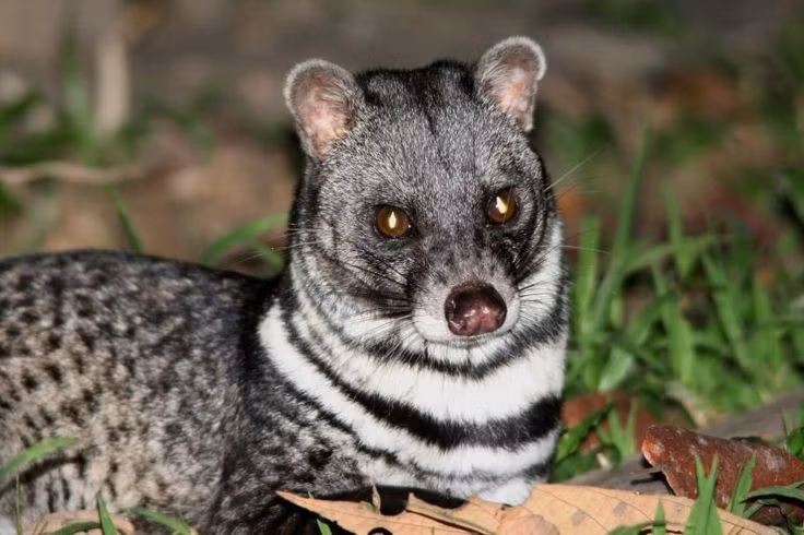  8. Loài cầy này có vai trò quan trọng trong hệ sinh thái. Với chế độ ăn tạp gồm côn trùng, trái cây, động vật nhỏ, cầy giông giúp kiểm soát quần thể sâu bọ và phát tán hạt giống qua phân. Ảnh: Pinterest.