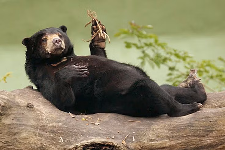  3. Sở hữu bộ móng dài và cong. Gấu chó có móng vuốt rất dài và cong, thích hợp cho việc leo cây và đào tổ mối. Chúng là những “vận động viên leo trèo” cực kỳ giỏi trong thế giới động vật. Ảnh: Pinterest.