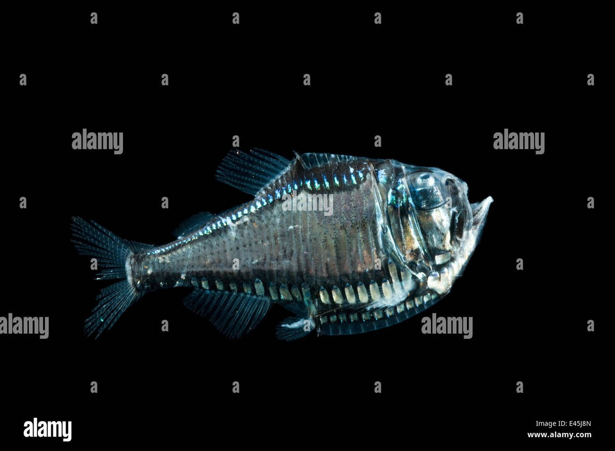  Phát quang sinh học để ngụy trang. Dọc theo bụng cá rìu là các cơ quan phát sáng gọi là photophore. Chúng tạo ra ánh sáng yếu hướng xuống dưới, giúp cá “hòa tan” bóng đen của mình khi bị kẻ săn mồi nhìn từ đáy biển lên, một chiến lược ngụy trang gọi là phản chiếu ngược (counter-illumination). Ảnh: alamy.com.