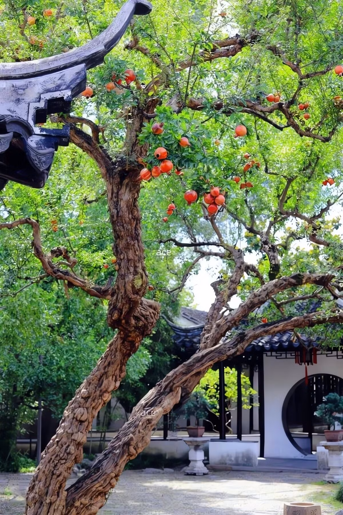 Cách trồng và chăm sóc cây lựu trong sân vườn: Cây lựu ưa nắng, chịu hạn tốt nhưng kỵ úng nước. Trồng ở nơi thoáng, nhiều ánh sáng, đất màu mỡ thoát nước. Thường xuyên cắt tỉa để cây ra hoa, kết trái sai.