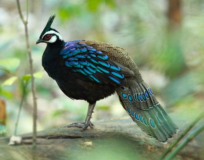 View - Cận cảnh loài gà rừng đẹp nhất thế giới, mang tên Napoleon đại đế | Báo Tri thức và Cuộc sống - TIN TỨC PHỔ BIẾN KIẾN THỨC 24H