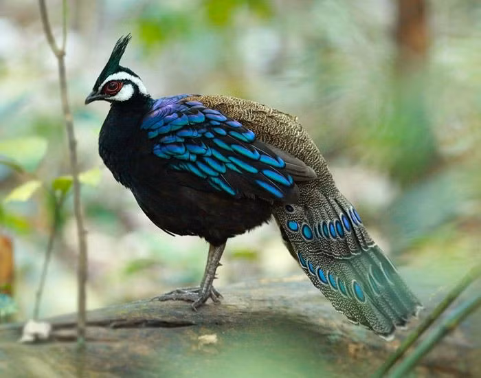  Bộ lông óng ánh như ngọc lam. Con trống có bộ lông mang sắc xanh lục và lam ánh kim tuyệt đẹp, nổi bật khi gặp ánh sáng mặt trời. Ảnh: Pinterest.