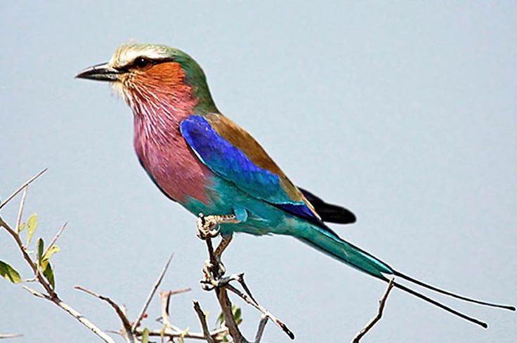  Có nhiều loài chim di cư. Hơn 300 loài chim xuất hiện vào mùa mưa, tạo nên quần thể rất đa dạng. Ảnh: Pinterest.