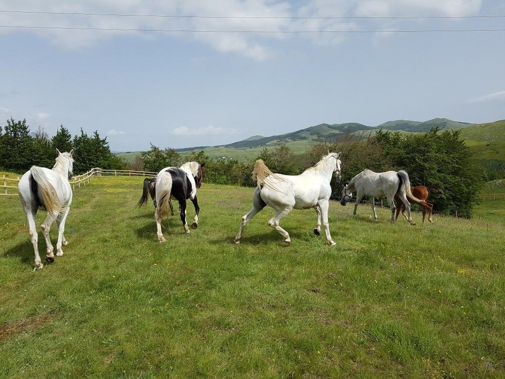  Kết hợp hài hòa giữa thiên nhiên và văn hóa truyền thống. Những đồng cỏ cao nguyên, làng chăn thả mùa hè và lối sống du mục cổ xưa vẫn hiện diện trong đời sống người dân địa phương. Ảnh: Pinterest.