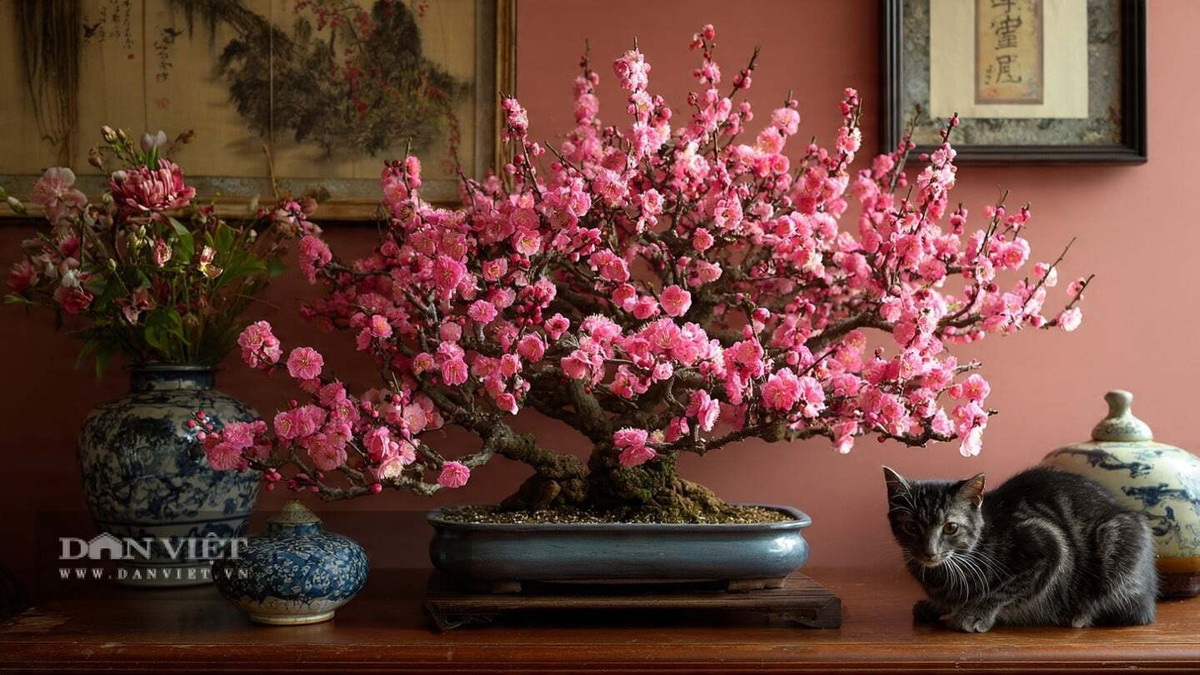  5. Cây cảnh mơ mai - biểu tượng của ngũ phúc: Cây cảnh này được gọi là mơ, mơ ta, mơ Đông Á, mơ mai (tên khoa học là Prunus mume). Đây là một loài thuộc chi Mận mơ (Prunus) có nguồn gốc châu Á thuộc họ Hoa hồng (Rosaceae). Hoa mai có loại bạch mai và hồng mai, có cánh đơn và cánh kép.