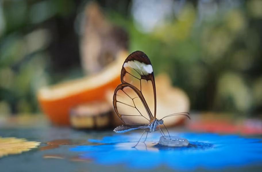 Đặc điểm để nhận diện của loài bướm thủy tinh (Glasswing Butterfly), là cánh của chúng có màu trong suốt như pha lê. Người Tây Ban Nha gọi chúng là “những chiếc gương nhỏ”.