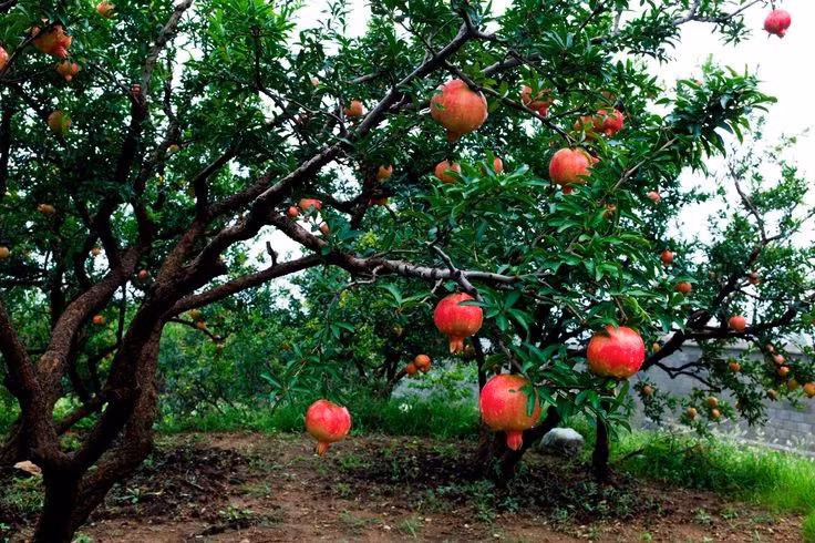  Vỏ và rễ cũng có công dụng. Trong y học cổ truyền, vỏ và rễ cây lựu được sử dụng để hỗ trợ điều trị một số bệnh. Ảnh: Pinterest.