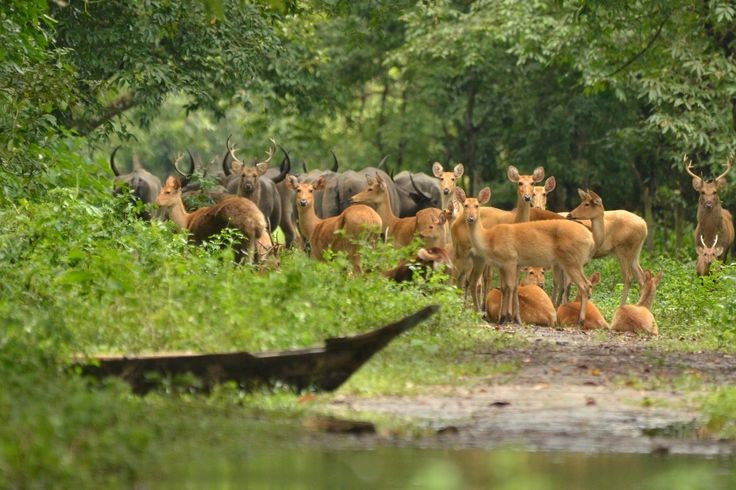  Di sản thế giới UNESCO mang giá trị sinh thái đặc biệt. Được UNESCO công nhận từ năm 1985, Kaziranga nổi bật nhờ hệ sinh thái đồng cỏ ngập nước độc đáo, đóng vai trò quan trọng trong cân bằng sinh thái lưu vực sông Brahmaputra. Ảnh: Pinterest.