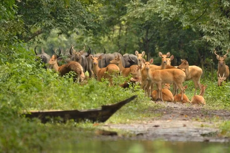  Di sản thế giới UNESCO mang giá trị sinh thái đặc biệt. Được UNESCO công nhận từ năm 1985, Kaziranga nổi bật nhờ hệ sinh thái đồng cỏ ngập nước độc đáo, đóng vai trò quan trọng trong cân bằng sinh thái lưu vực sông Brahmaputra. Ảnh: Pinterest.