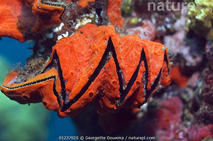  Phân bố rộng ở vùng biển nhiệt đới. Loài này xuất hiện nhiều tại Ấn Độ Dương và Tây Thái Bình Dương, từ bờ biển Đông Phi, Đông Nam Á đến Bắc Úc và các đảo nhiệt đới. Ảnh: infradoxxs.com.