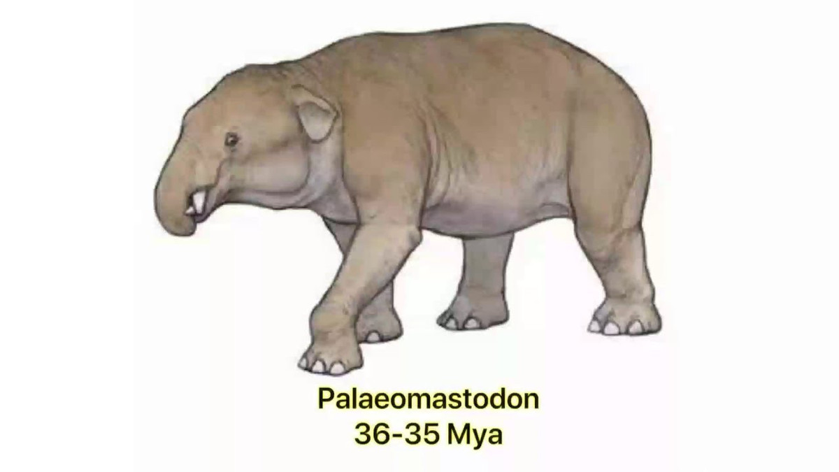  Vòi còn ngắn và kém linh hoạt. Khác với voi hiện đại, vòi của Palaeomastodon tương đối ngắn. Điều này cho thấy chức năng cầm nắm và hút nước chưa phát triển hoàn chỉnh, và loài này vẫn phụ thuộc nhiều vào miệng và ngà khi kiếm ăn. Ảnh: ytimg.com.
