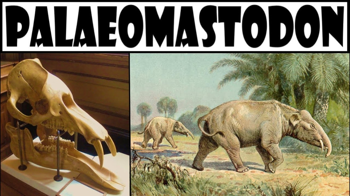  Sở hữu hai cặp ngà đặc trưng. Một trong những điểm thú vị nhất của loài này là có cả ngà trên và ngà dưới. Ngà dưới dẹt và hướng về phía trước, được cho là dùng để đào bới bùn đất hoặc cắt thực vật thủy sinh, cho thấy lối sống gắn với vùng đầm lầy. Ảnh: ytimg.com.