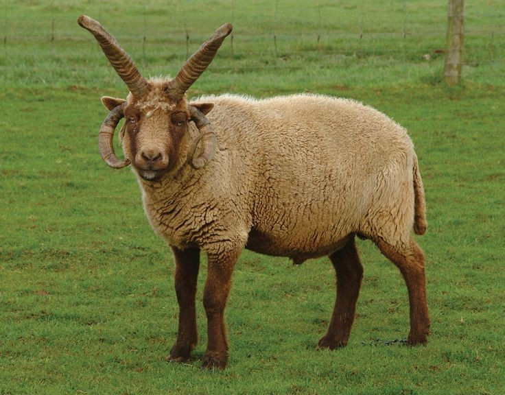  Nguồn gốc từ đảo biệt lập. Giống cừu này có nguồn gốc từ đảo Man, nơi điều kiện tự nhiên khắc nghiệt đã góp phần hình thành những đặc điểm tiến hóa độc đáo của chúng. Ảnh: Pinterest.