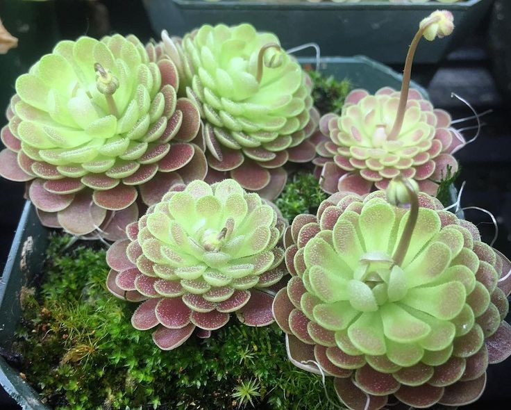  Được yêu thích trong giới sưu tầm thực vật lạ. Vẻ đẹp tao nhã và khả năng kiểm soát ruồi muỗi tự nhiên khiến bẫy mỡ trở thành cây cảnh ăn thịt phổ biến trong các bộ sưu tập sinh học. Ảnh: Pinterest.