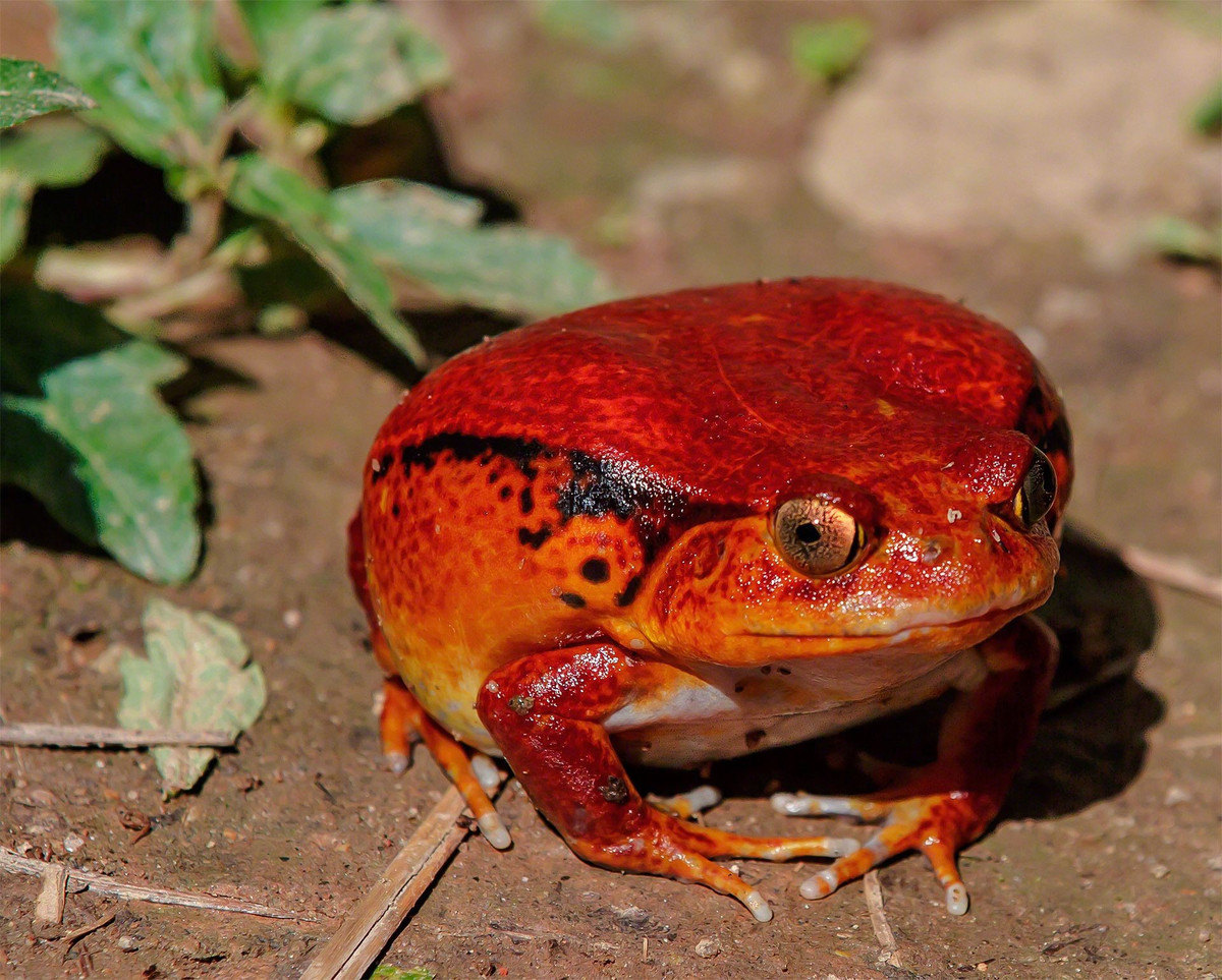  Được quan tâm trong bảo tồn lưỡng cư. Do môi trường sống bị thu hẹp và từng bị khai thác làm thú nuôi cảnh, ếch cà chua hiện được đưa vào các chương trình bảo tồn và nhân giống nhằm duy trì quần thể tự nhiên. Ảnh: Pinterest.