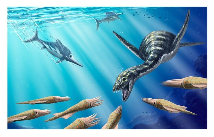  5. Hàm và răng thích nghi với việc bắt cá. Hàm dài cùng răng nhọn thưa giúp nó dễ dàng tóm gọn cá và động vật thân mềm trơn trượt. Ảnh: Pinterest.