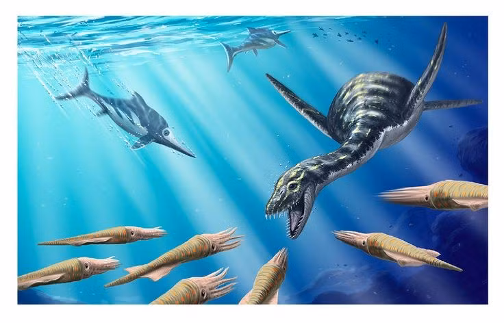  5. Hàm và răng thích nghi với việc bắt cá. Hàm dài cùng răng nhọn thưa giúp nó dễ dàng tóm gọn cá và động vật thân mềm trơn trượt. Ảnh: Pinterest.