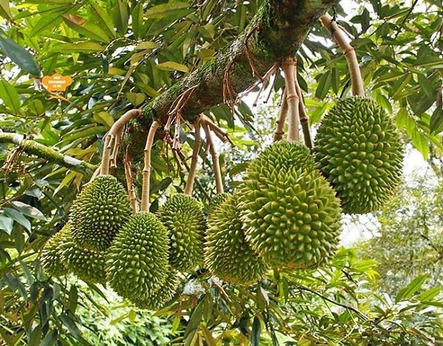  Cây thân gỗ lớn sống lâu năm. Cây sầu riêng có thể cao tới 30–40 mét trong điều kiện tự nhiên, tán rộng và tuổi thọ hàng chục năm. Một cây trưởng thành có thể cho quả ổn định trong nhiều thập kỷ, trở thành tài sản quý của nhà vườn. Ảnh: Pinterest.