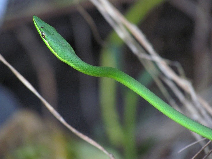  Bậc thầy “đóng kịch” để tránh bị phát hiện. Khi cảm thấy bị đe dọa, rắn dây xanh thường giữ nguyên tư thế, kéo dài cơ thể và đung đưa nhẹ theo nhịp gió, giống hệt một cành cây. Chiến thuật này khiến cả kẻ săn mồi lẫn con mồi khó phát hiện sự hiện diện của nó. Ảnh: Pinterest.