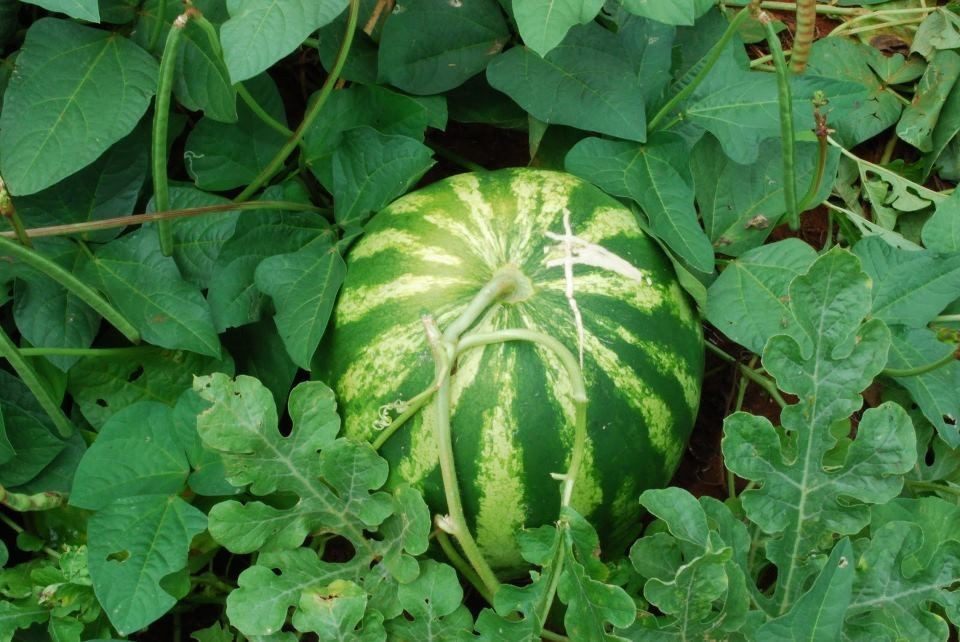  Có nguồn gốc từ châu Phi khô hạn. Dưa hấu được cho là có xuất xứ từ các vùng sa mạc và bán sa mạc châu Phi, nơi tổ tiên của chúng đã tiến hóa để tích trữ nước trong quả nhằm thích nghi với khí hậu khắc nghiệt. Ảnh: Pinterest.