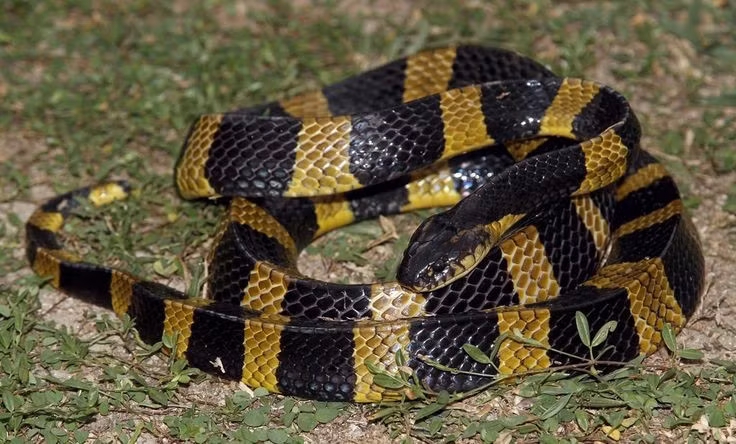  3. Là một trong những loài rắn độc lớn nhất ở châu Á. Rắn cạp nong có thể dài tới 2,5 mét, khiến nó trở thành một trong những loài rắn độc có kích thước lớn đáng chú ý. Ảnh: Pinterest.