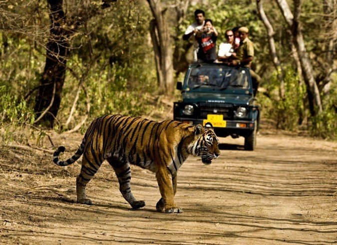  Thách thức bảo tồn trong thế kỷ 21. Dù thành công vang dội, Kaziranga vẫn đối mặt với nạn săn trộm, biến đổi khí hậu và áp lực dân số, đòi hỏi những chiến lược bảo tồn bền vững hơn trong tương lai. Ảnh: Pinterest.