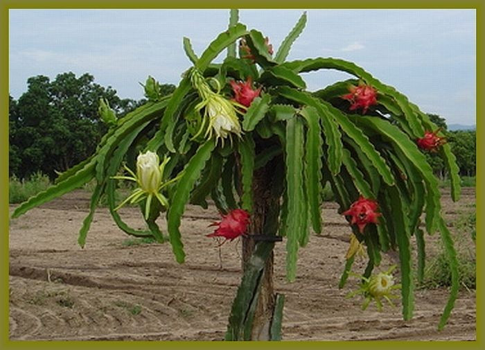  Thích nghi tốt với khí hậu khô nóng. Là cây mọng nước, thanh long có khả năng chịu hạn cao, phù hợp với các vùng đất khô cằn. Ảnh: Pinterest.