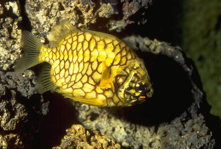  Chế độ ăn gồm động vật không xương sống nhỏ. Thức ăn của Cleidopus gloriamaris chủ yếu là giáp xác, giun biển và các sinh vật đáy nhỏ, được phát hiện nhờ ánh sáng phát quang và khứu giác nhạy bén. Ảnh: Pinterest.