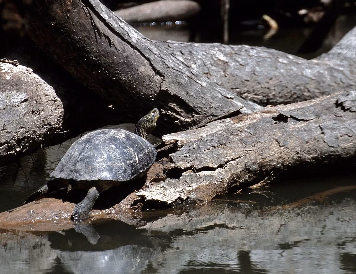  5. Mai cứng và có màu sắc đặc biệt. Mai của rùa răng có màu nâu sẫm hoặc đen, hơi nhẵn và bóng, giúp ngụy trang tốt dưới nước đục. Ảnh: wikimedia.