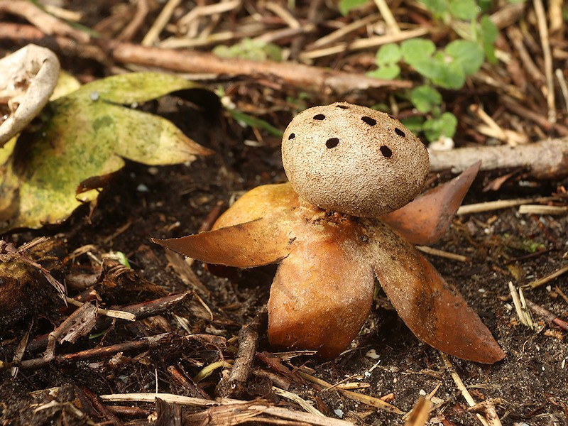  Giá trị khoa học và bảo tồn cao. Ngày nay, loài nấm lọ tiêu được xem là chỉ thị sinh thái cho môi trường tự nhiên ổn định, đồng thời là đối tượng nghiên cứu quan trọng trong lĩnh vực đa dạng sinh học nấm. Ảnh: observation.org.