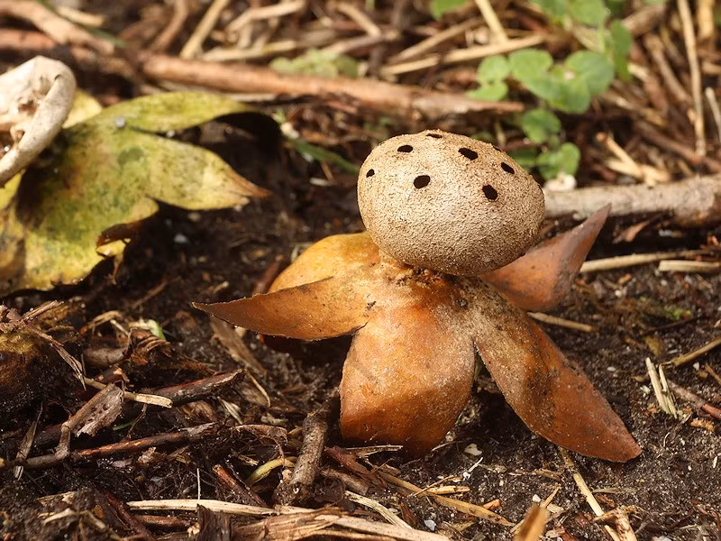  Giá trị khoa học và bảo tồn cao. Ngày nay, loài nấm lọ tiêu được xem là chỉ thị sinh thái cho môi trường tự nhiên ổn định, đồng thời là đối tượng nghiên cứu quan trọng trong lĩnh vực đa dạng sinh học nấm. Ảnh: observation.org.