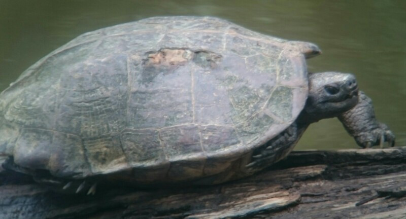  6. Phân bố giới hạn ở Đông Nam Á. Chúng chủ yếu xuất hiện ở Campuchia, Thái Lan, Việt Nam và Lào, nhưng số lượng đang suy giảm nhanh chóng do mất môi trường sống và nạn săn bắt. Ảnh: observation.org.