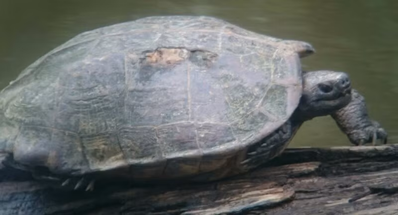  6. Phân bố giới hạn ở Đông Nam Á. Chúng chủ yếu xuất hiện ở Campuchia, Thái Lan, Việt Nam và Lào, nhưng số lượng đang suy giảm nhanh chóng do mất môi trường sống và nạn săn bắt. Ảnh: observation.org.