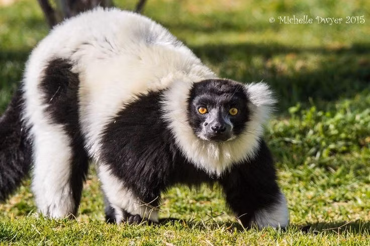  Là “người thụ phấn” hiếm hoi trong thế giới linh trưởng. Khi ăn mật hoa, phấn hoa thường bám vào mõm và bộ lông của chúng. Khi chuyển sang cây khác, phấn được mang theo và vô tình giúp thụ phấn cho nhiều loài cây rừng. Đây là một trong những trường hợp hiếm hoi linh trưởng đóng vai trò đáng kể trong quá trình thụ phấn thực vật. Ảnh: Pinterest.