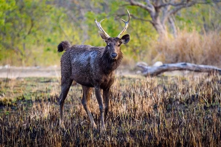  4. Hoạt động chủ yếu về đêm. Loài này có tập tính ăn đêm rõ rệt, thường ẩn mình vào ban ngày và xuất hiện vào lúc hoàng hôn để kiếm ăn tại các trảng cỏ và bìa rừng. Ảnh: Pinterest.