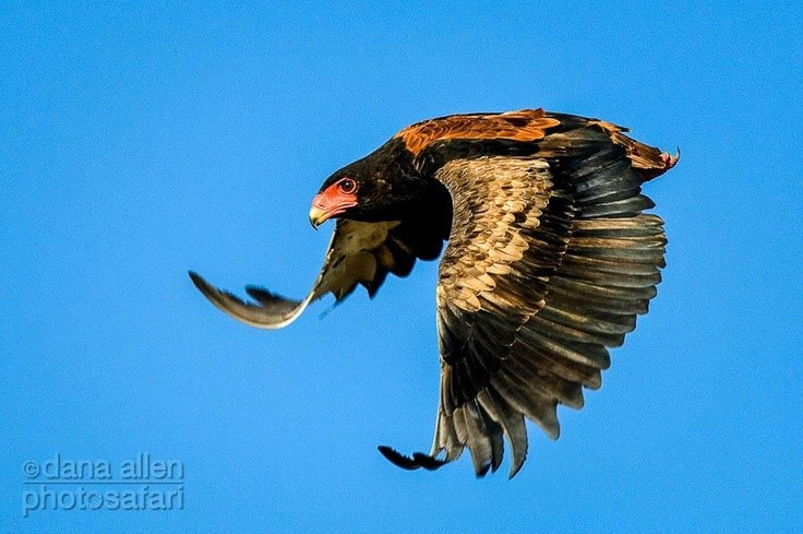  Đôi cánh rộng giúp bay lượn tiết kiệm năng lượng. Với sải cánh lớn và hình dạng thích hợp cho bay lượn, diều mặt đỏ có thể bay hàng giờ trên không mà ít vỗ cánh, quan sát mặt đất để tìm thức ăn từ độ cao lớn. Ảnh: Pinterest.