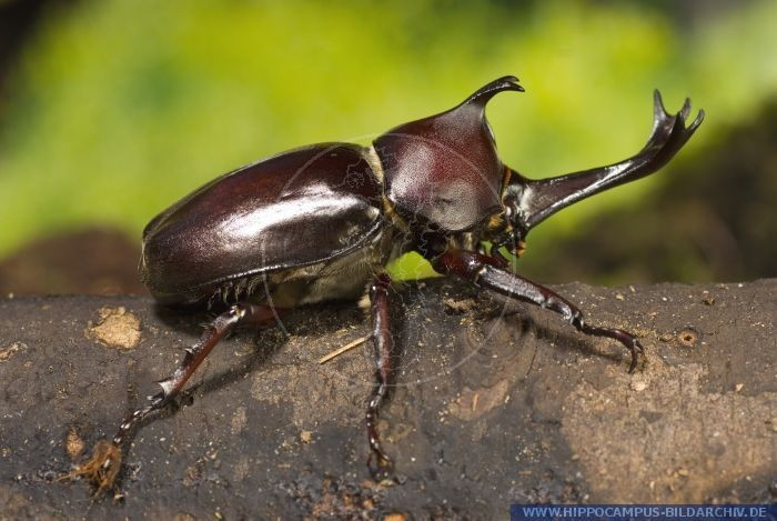  1. Được mệnh danh là “võ sĩ giác đấu” trong thế giới côn trùng. Bọ hung sừng chữ Y sở hữu cặp sừng mạnh mẽ hình chữ Y trên đầu, dùng để đấu tranh giành bạn tình và lãnh thổ. Ảnh: Pinterest.