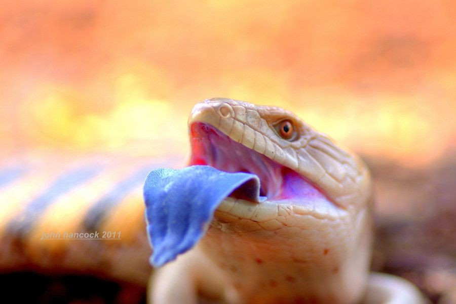  Biểu tượng bò sát của nước Úc. Với vẻ ngoài độc đáo và sự phổ biến rộng khắp ở miền đông Úc, thằn lằn bóng lưỡi xanh thường được xem là một trong những loài bò sát đại diện tiêu biểu cho hệ sinh thái bản địa nơi đây. Ảnh: Pinterest.