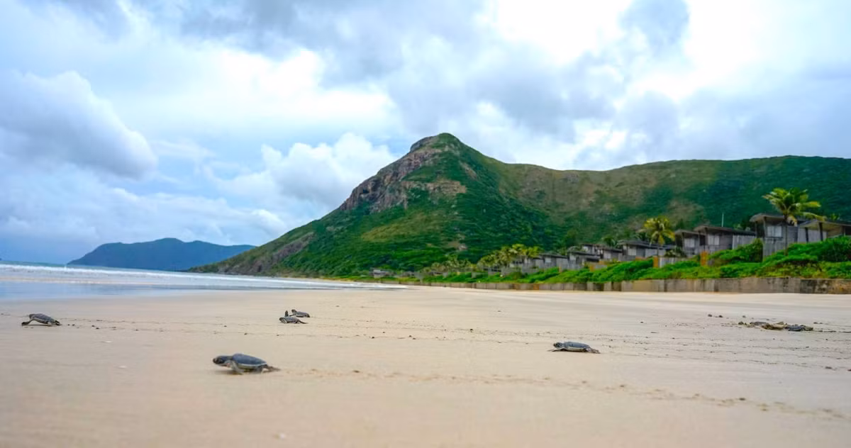 Sự xuất hiện liên tiếp của rùa bạch tạng là minh chứng sinh học cho môi trường sinh thái nguyên sơ và được bảo vệ tốt tại Côn Đảo.