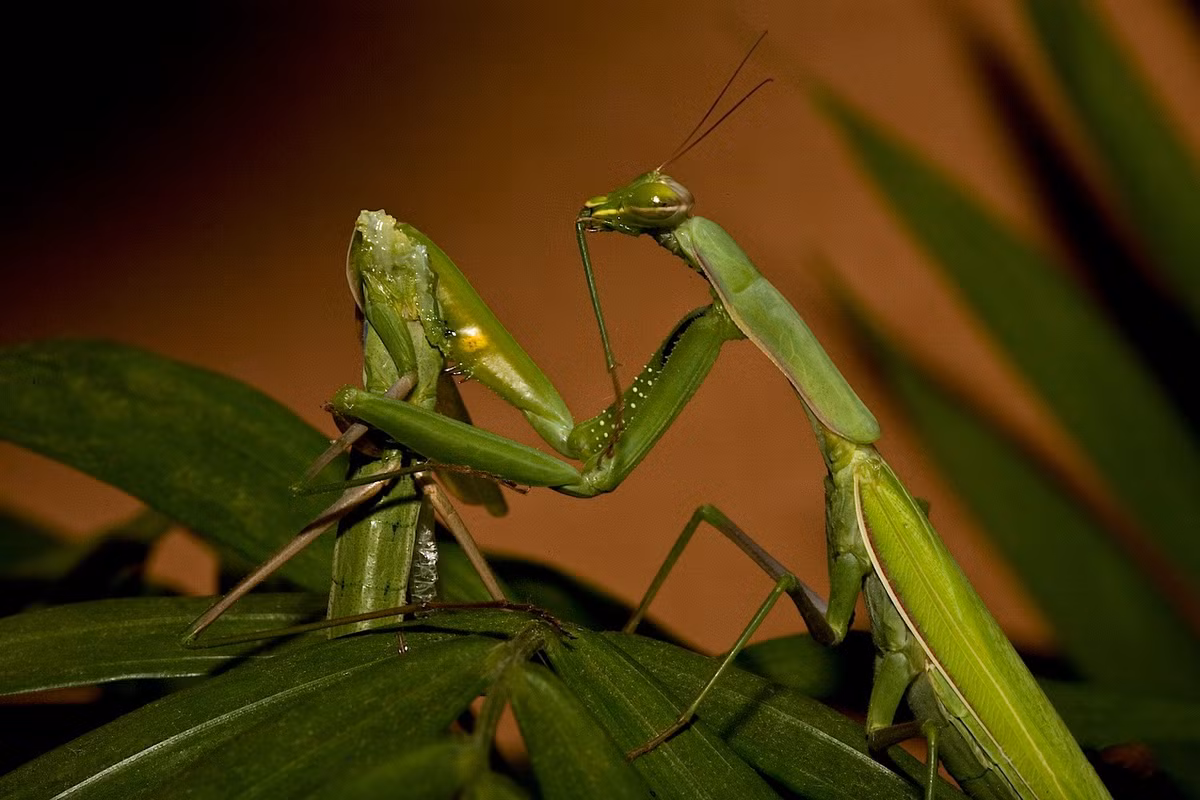  5. Thường ăn cả bạn tình sau khi giao phối. Hiện tượng ăn thịt bạn tình sau giao phối rất phổ biến ở bọ ngựa cái, nhằm cung cấp thêm dinh dưỡng giúp phát triển trứng – một hành vi vừa tàn nhẫn vừa hiệu quả cho việc sinh tồn. Ảnh: Wikimedia.