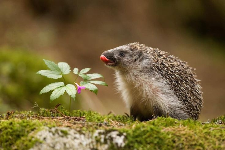  Phân bố rộng khắp ba châu lục. Các loài trong phân họ Erinaceidae sinh sống tự nhiên ở châu Âu, châu Á và châu Phi. Chúng thích nghi với nhiều môi trường khác nhau, từ đồng cỏ, rừng thưa cho đến khu vườn gần nhà con người. Ảnh: Pinterest.