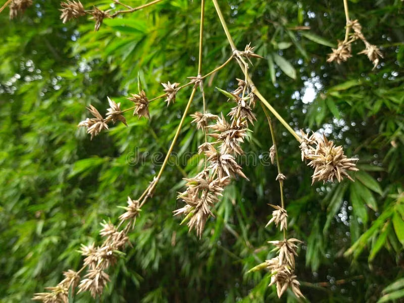  Tre ra hoa là hiện tượng gì. Tre ra hoa là giai đoạn sinh sản hữu tính của cây tre, khi chúng trổ hoa, kết hạt rồi thường suy kiệt và chết, khác hoàn toàn với việc sinh trưởng bằng măng quen thuộc. Ảnh: dreamstime.com.