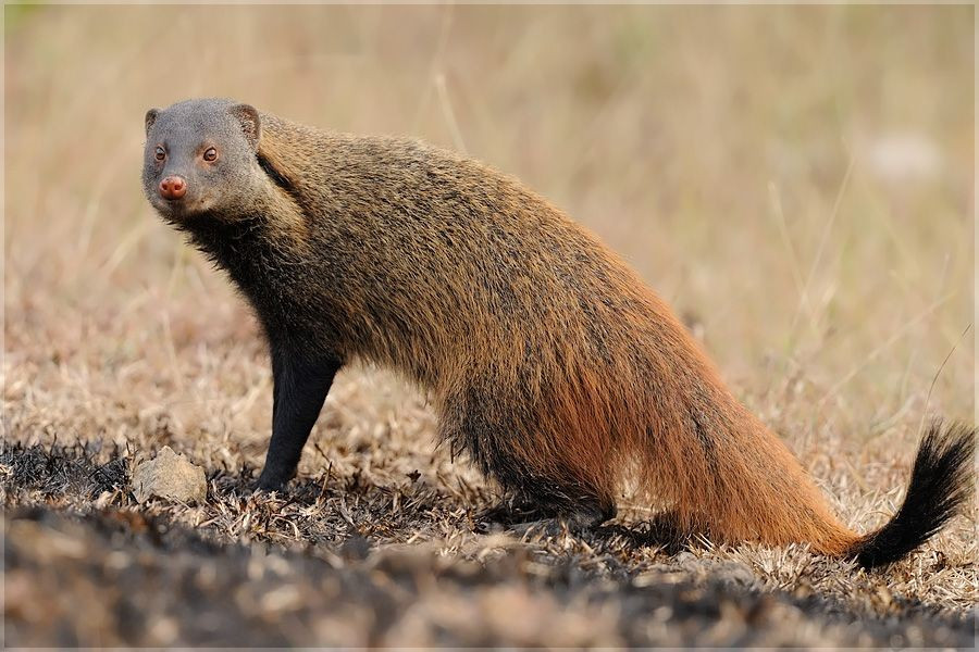  Cơ thể nhỏ gọn nhưng cực kỳ dẻo dai. Các loài cầy lỏn thường có thân hình thon dài, chân ngắn và cơ bắp săn chắc, giúp chúng di chuyển linh hoạt trong hang hốc, bụi rậm và địa hình phức tạp. Cấu trúc cơ thể này đặc biệt phù hợp với lối sống săn mồi dưới mặt đất. Ảnh: Pinterest.