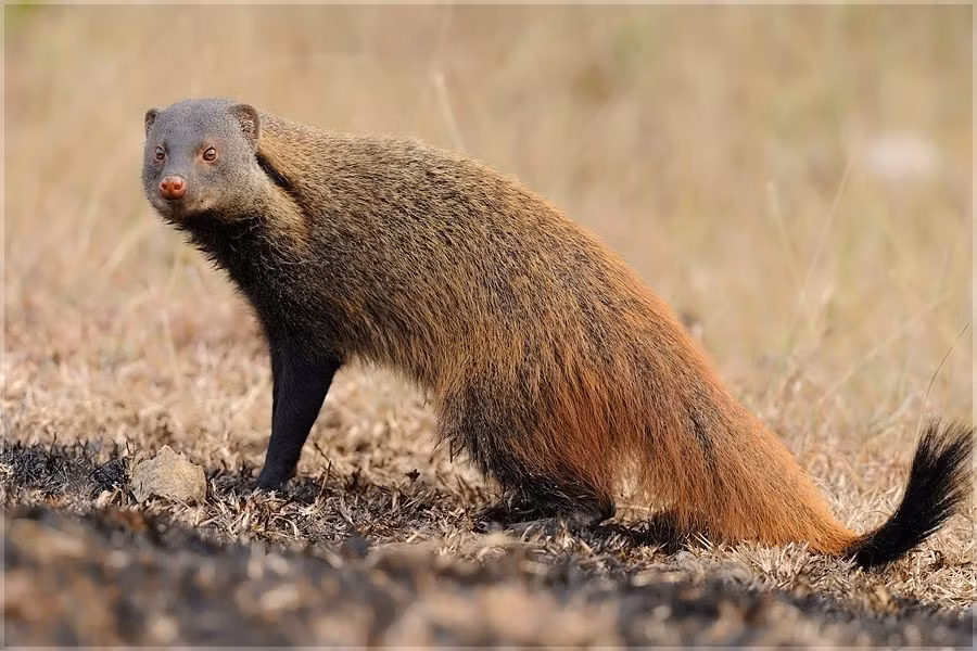  Cơ thể nhỏ gọn nhưng cực kỳ dẻo dai. Các loài cầy lỏn thường có thân hình thon dài, chân ngắn và cơ bắp săn chắc, giúp chúng di chuyển linh hoạt trong hang hốc, bụi rậm và địa hình phức tạp. Cấu trúc cơ thể này đặc biệt phù hợp với lối sống săn mồi dưới mặt đất. Ảnh: Pinterest.