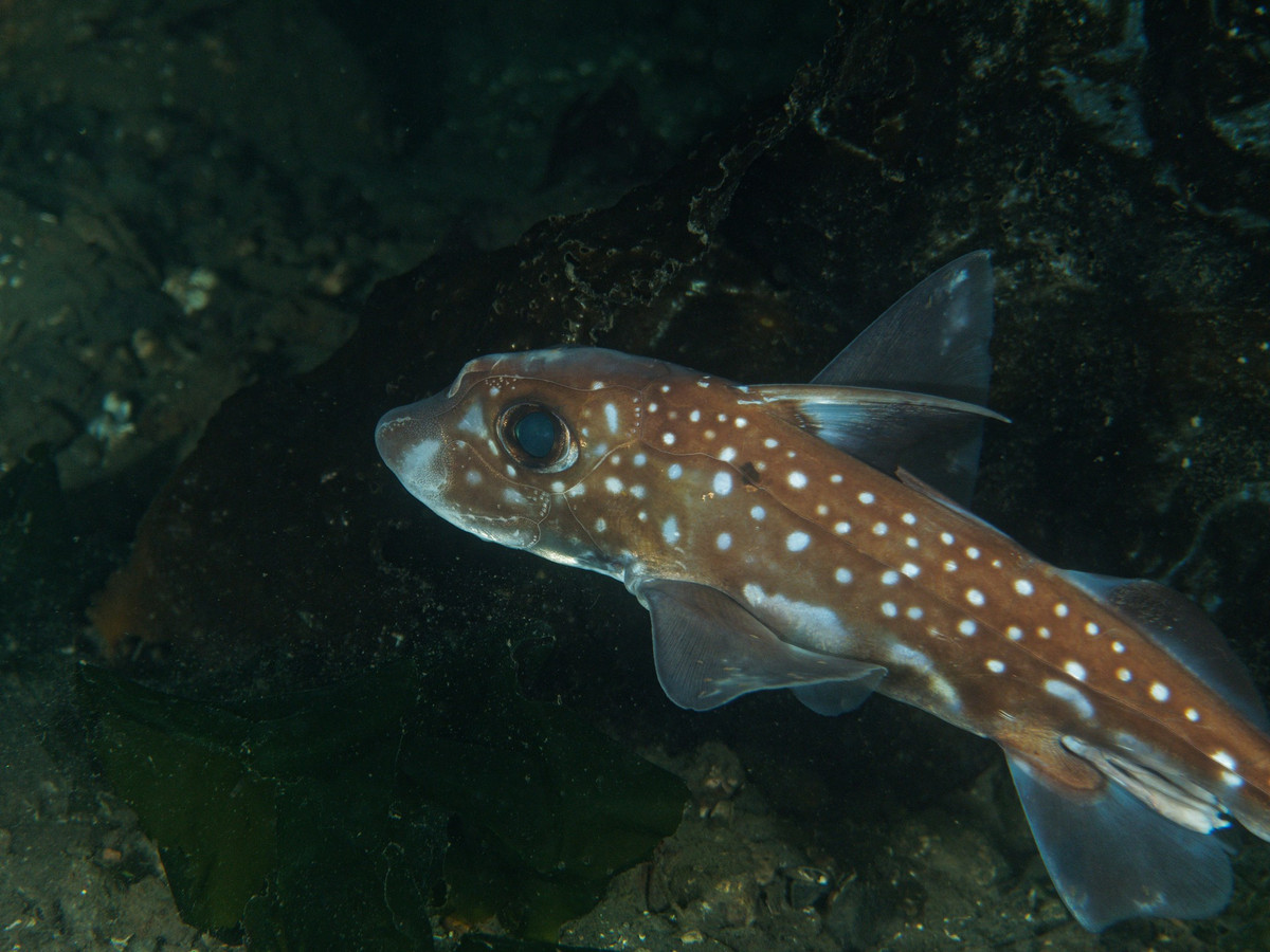  Không có vảy như cá thông thường. Làn da cá toàn đầu trơn nhẵn hoặc chỉ có các mảng vảy nhỏ li ti, giúp giảm ma sát khi di chuyển trong nước sâu. Ảnh: inaturalist.